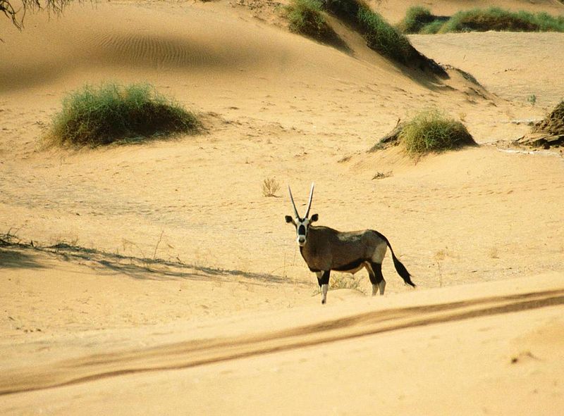 Gazelle in der Namib Wüste (c) Thomas Schoch